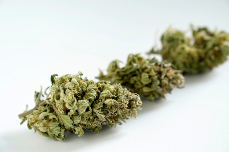 Close-up of premium cannabis flower buds