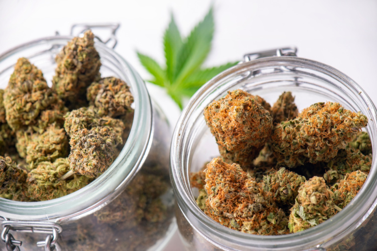 Glass jars filled with premium cannabis flower buds