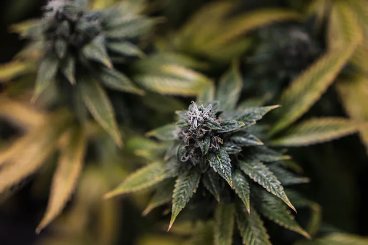 Close-up of cannabis plant leaves