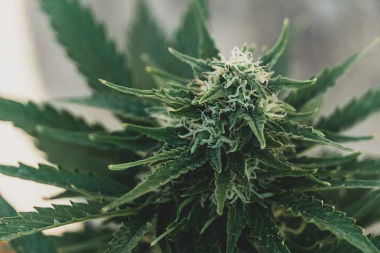 Close-up of flowering cannabis plants