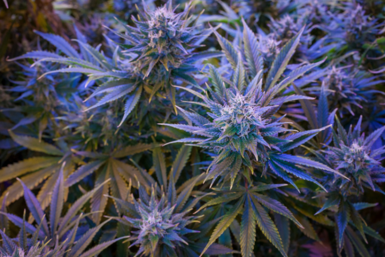 Flowering cannabis plants under indoor grow lights