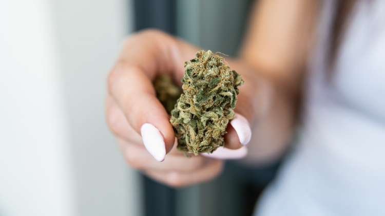 Hand holding a premium cannabis flower bud