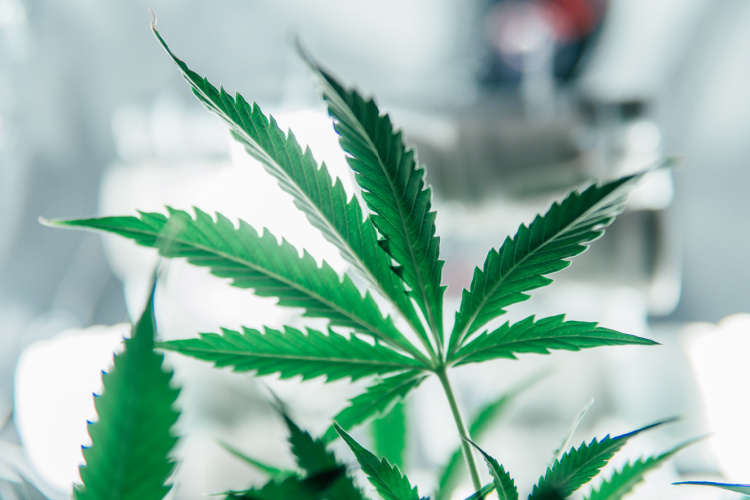 Close-up of a cannabis plant leaf