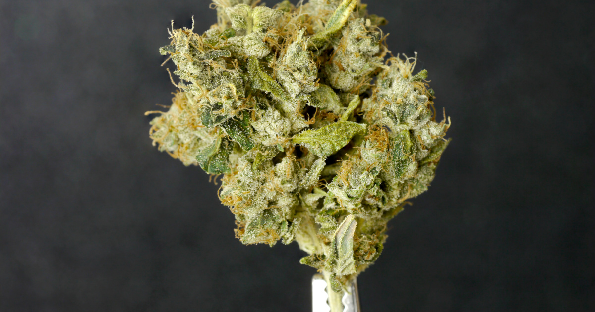 Fuel Biscuits Strain Review Takoma Wellness