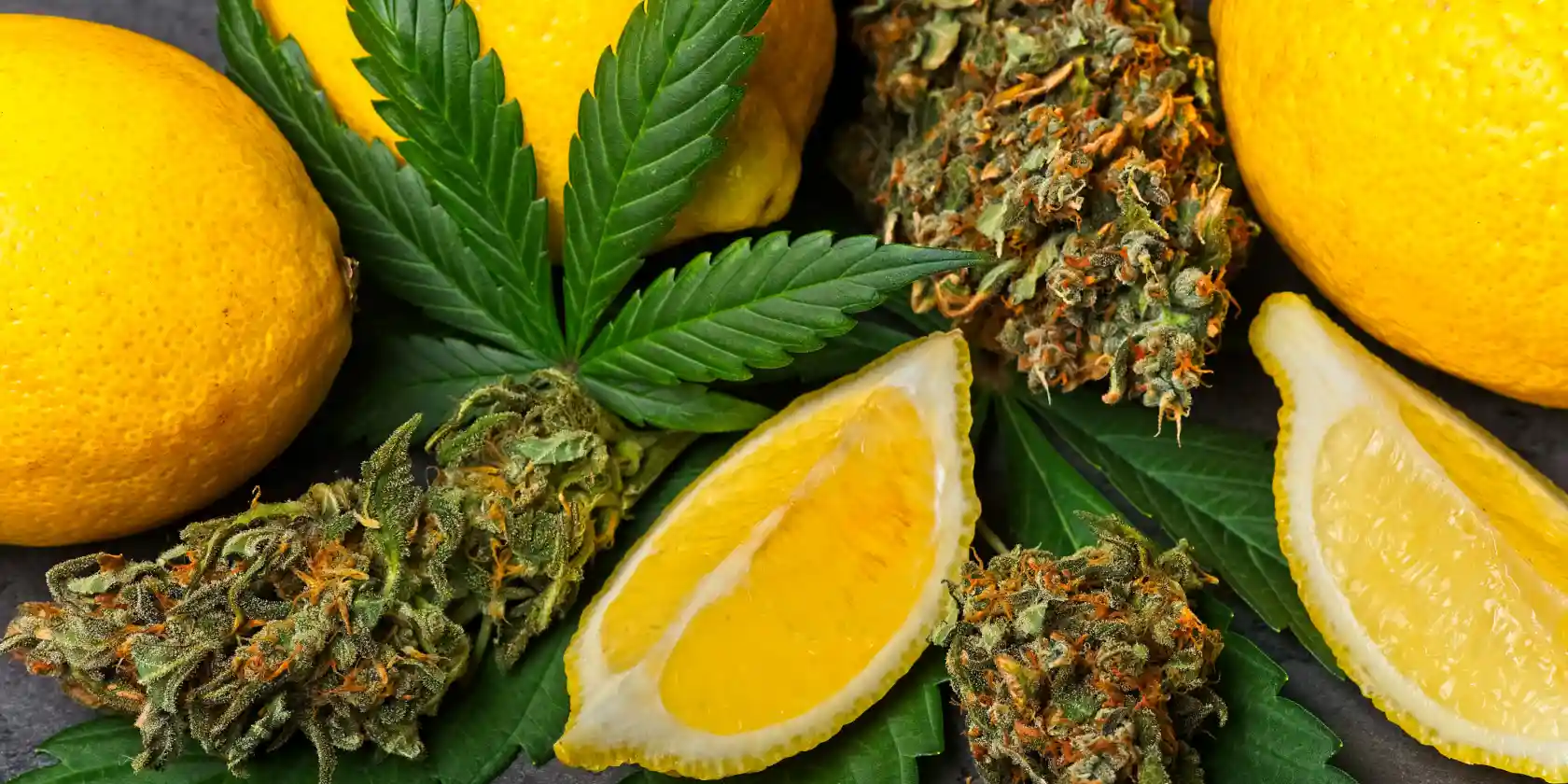 Lemon slices beside cannabis flower buds