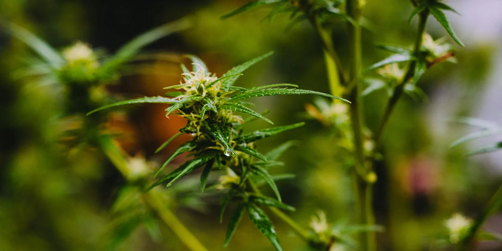 Close up of cannabis cola in natural light