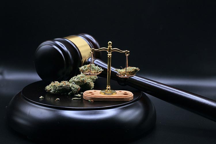 Cannabis flower beside a judge's gavel and scales of justice