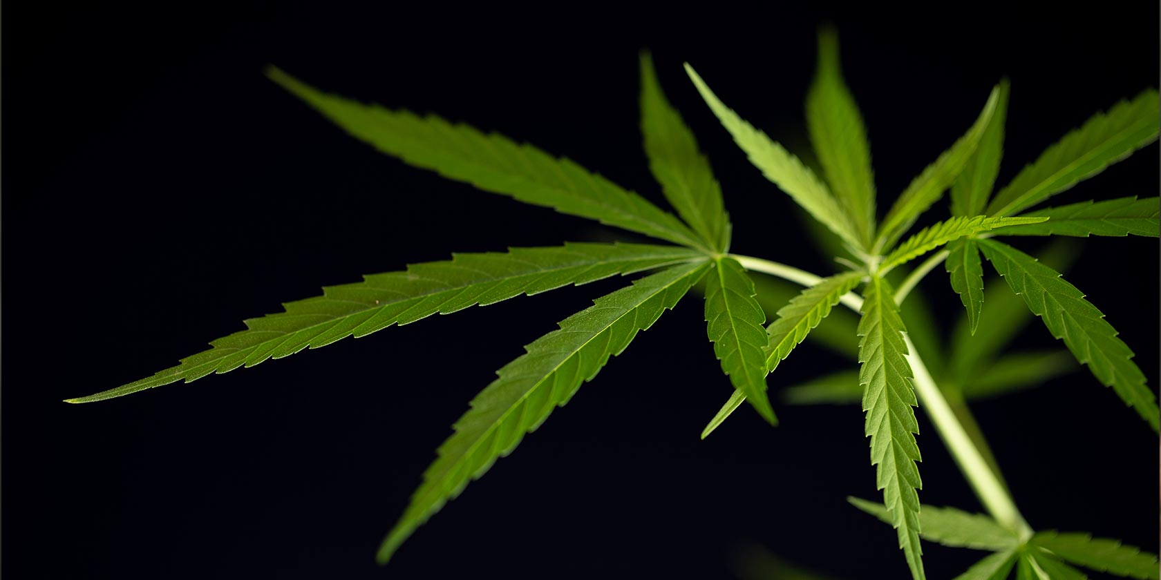 Cannabis plant leaves on black background