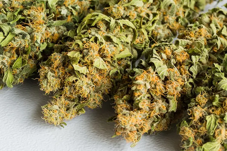 Close-up of cannabis buds