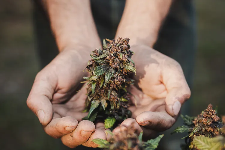 Person holding cannabis cola in cupped hands