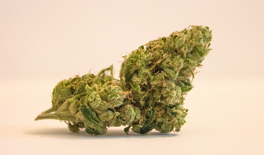 Close-up of a premium cannabis flower bud