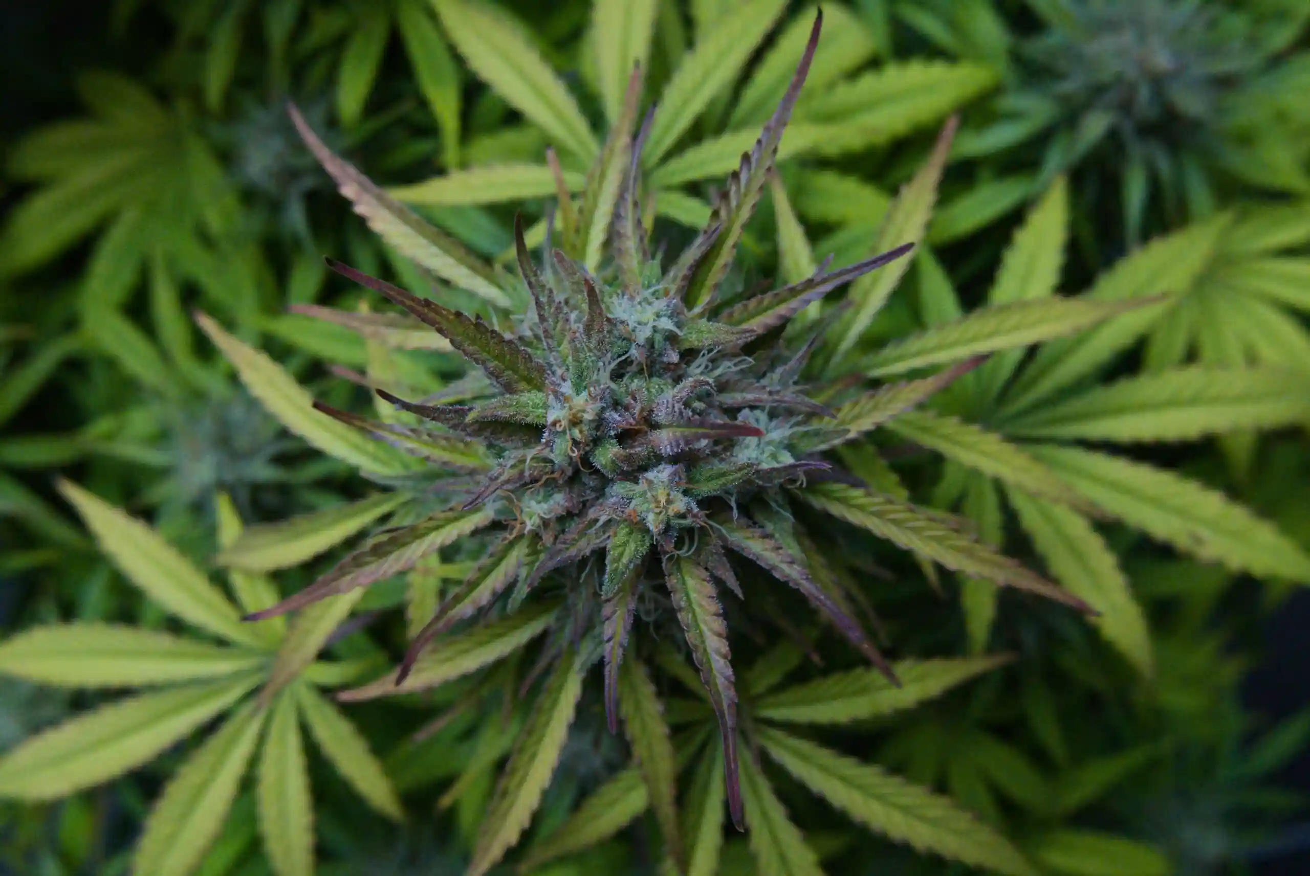 Close-up of cannabis plant leaves