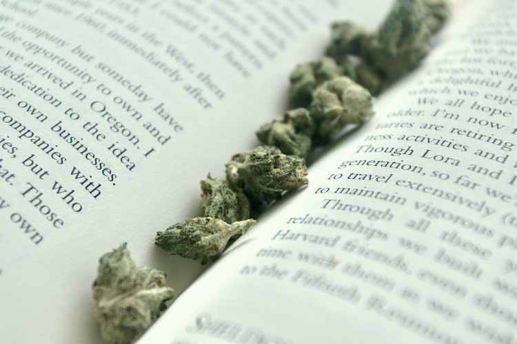 Cannabis flower buds used as a bookmark in an open book