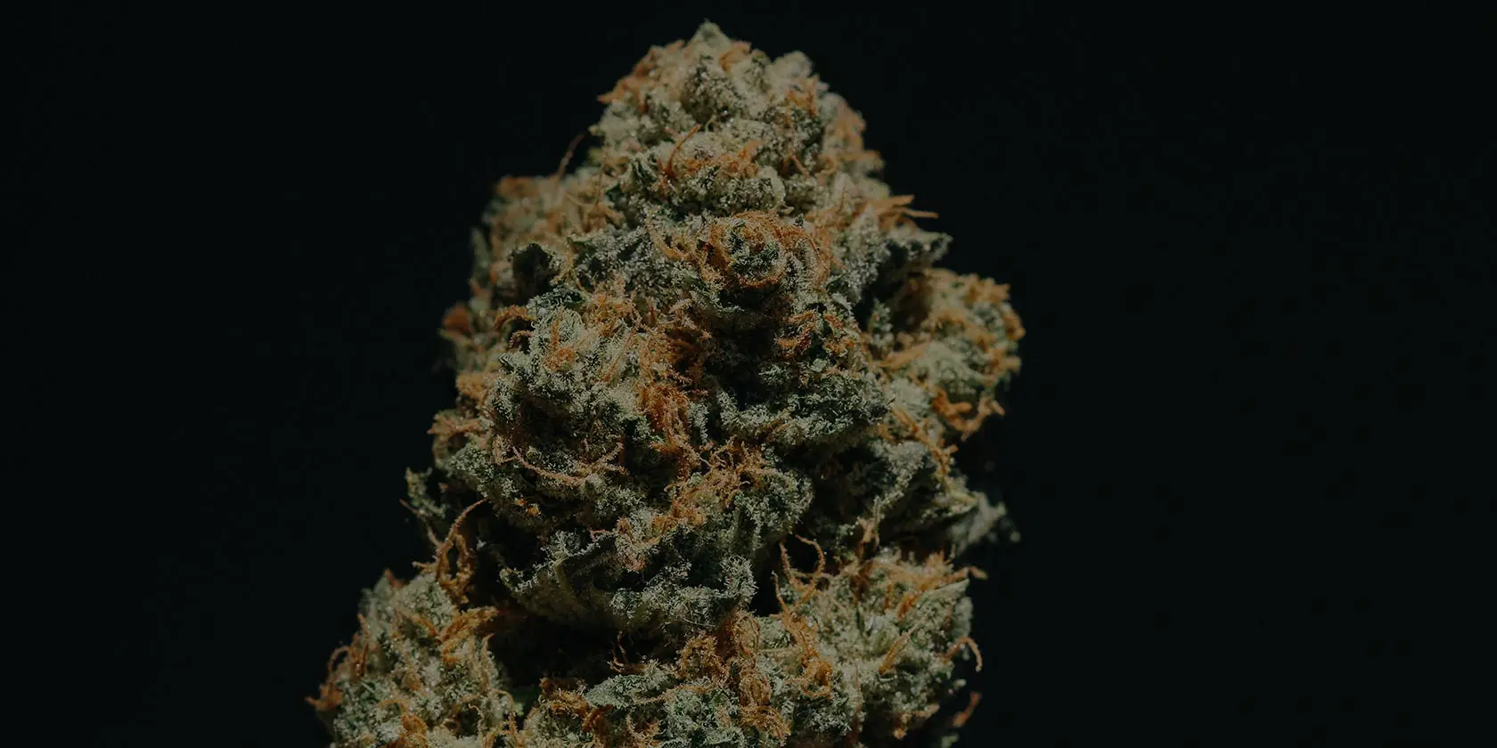 Cannabis plant against black background