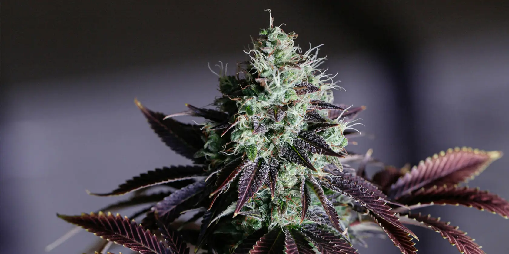 Close-up of cannabis plant with purple leaves and frosty buds